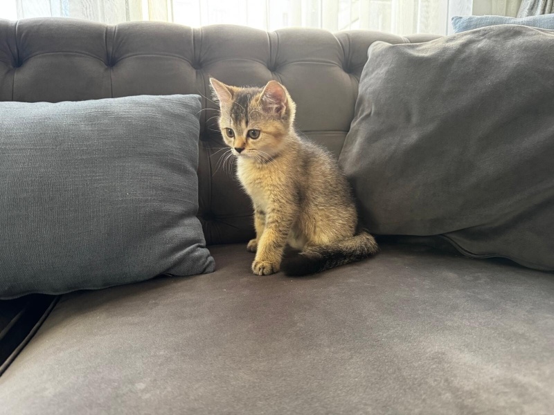 British Shorthair, Kedi  Selver fotoğrafı