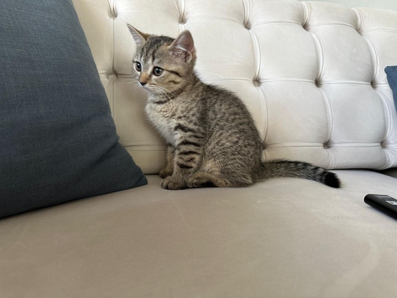 British Shorthair, Kedi  Selver fotoğrafı