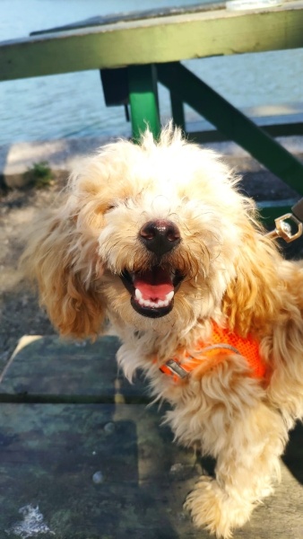 Poodle (Minyatür Kaniş), Köpek  Chop Chop fotoğrafı