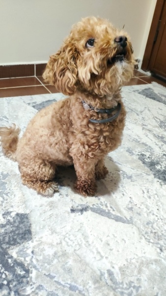 Poodle (Minyatür Kaniş), Köpek  Chop Chop fotoğrafı