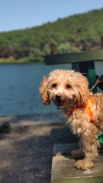 Poodle (Minyatür Kaniş), Köpek  Chop Chop fotoğrafı