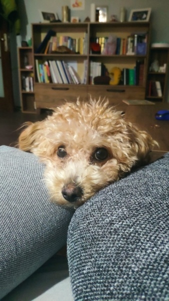 Poodle (Minyatür Kaniş), Köpek  Chop Chop fotoğrafı