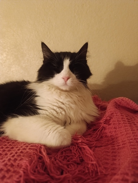 Norwegian Forest, Kedi  Fındık fotoğrafı