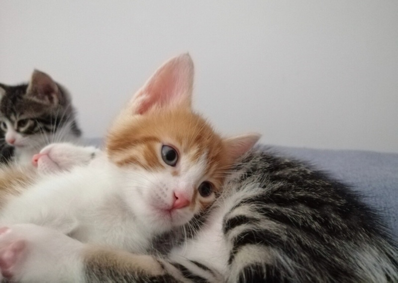 Sarman, Kedi  Mavi fotoğrafı