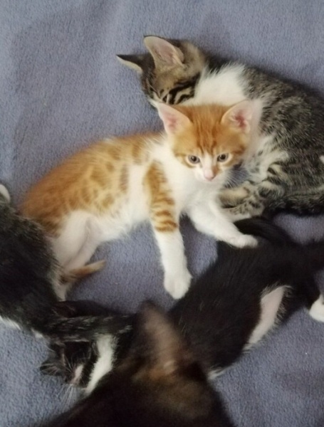Sarman, Kedi  Mavi fotoğrafı