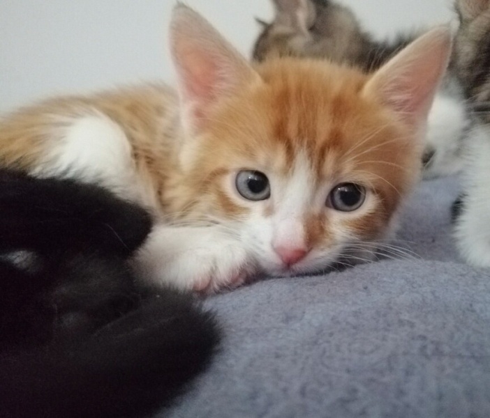 Sarman, Kedi  Mavi fotoğrafı