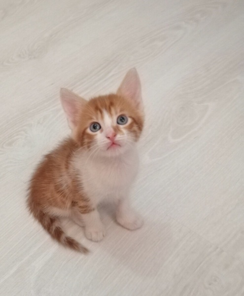 Sarman, Kedi  Mavi fotoğrafı