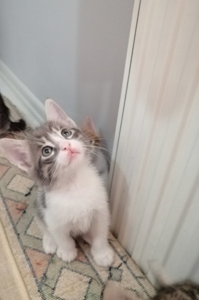 Tekir Kedi, Kedi  Çakıl fotoğrafı