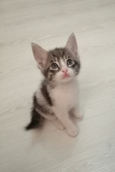 Tekir Kedi, Kedi  Çakıl fotoğrafı