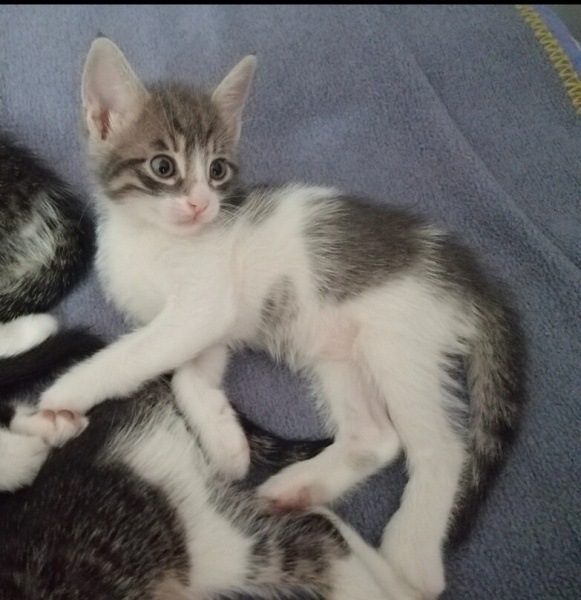 Tekir Kedi, Kedi  Çakıl fotoğrafı