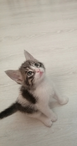 Tekir Kedi, Kedi  Çakıl fotoğrafı