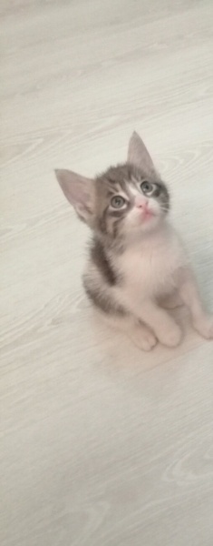 Tekir Kedi, Kedi  Çakıl fotoğrafı
