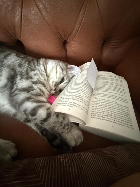 British Shorthair, Kedi  Tombiş fotoğrafı