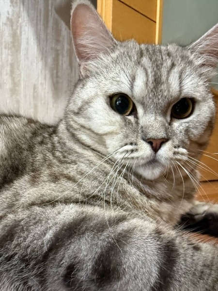 British Shorthair, Kedi  Tombiş fotoğrafı