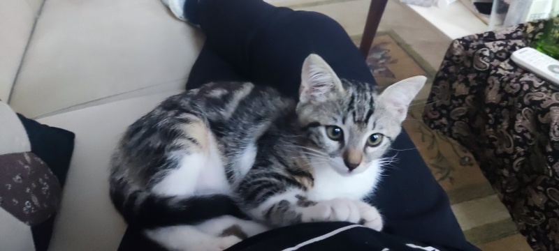 Tekir Kedi, Kedi  Şanslı fotoğrafı