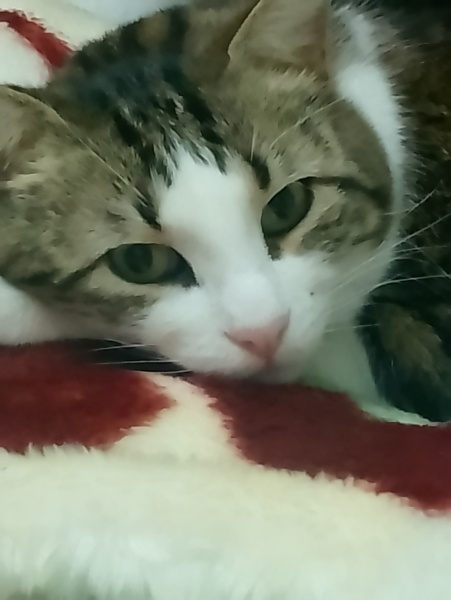 Tekir Kedi, Kedi  Sakız fotoğrafı