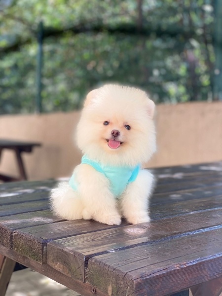 Pomeranyalı, Köpek  Pomerian boo fotoğrafı