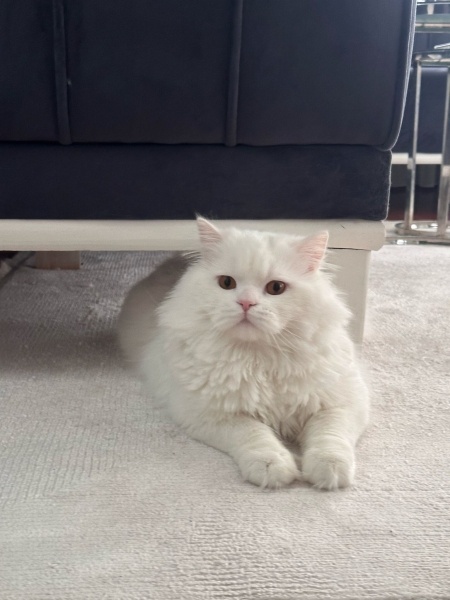 British Longhair, Kedi  Şans fotoğrafı