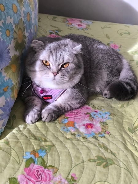 Scottish Fold, Kedi  Ela fotoğrafı