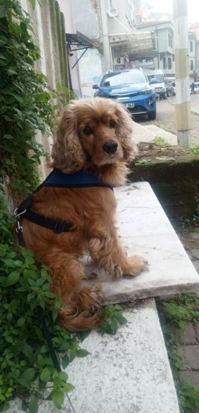 İngiliz Cocker Spaniel, Köpek  Gofret fotoğrafı
