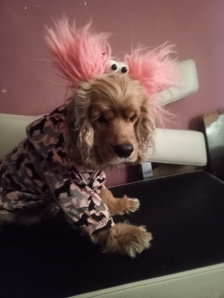 İngiliz Cocker Spaniel, Köpek  Gofret fotoğrafı