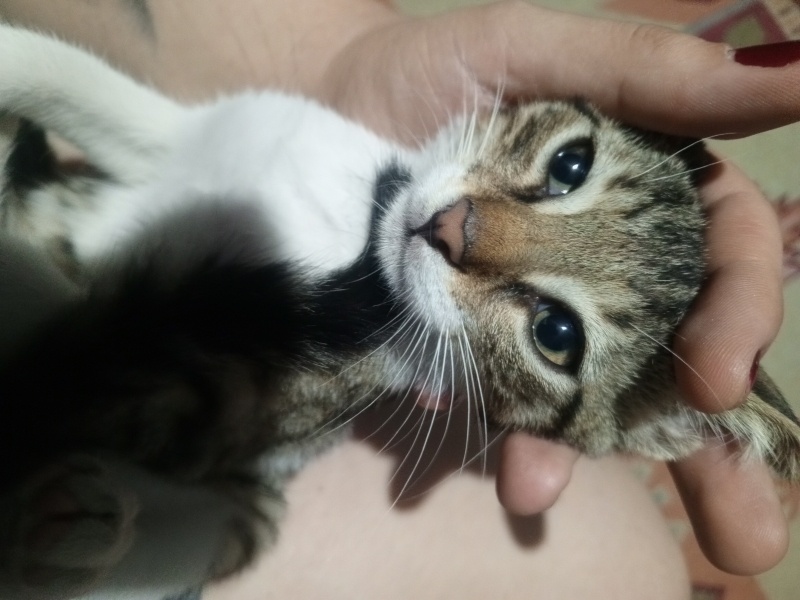 Tekir Kedi, Kedi  Hamaney fotoğrafı