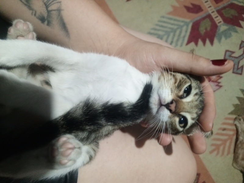 Tekir Kedi, Kedi  Hamaney fotoğrafı
