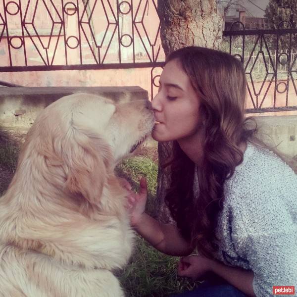 Golden Retriever, Köpek  Gofret fotoğrafı