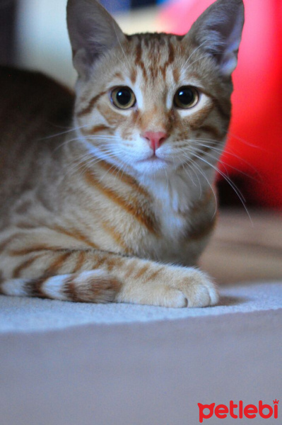 Tekir Kedi, Kedi  Rick fotoğrafı