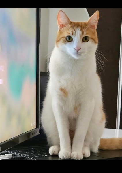 Sarman, Kedi  Mia fotoğrafı