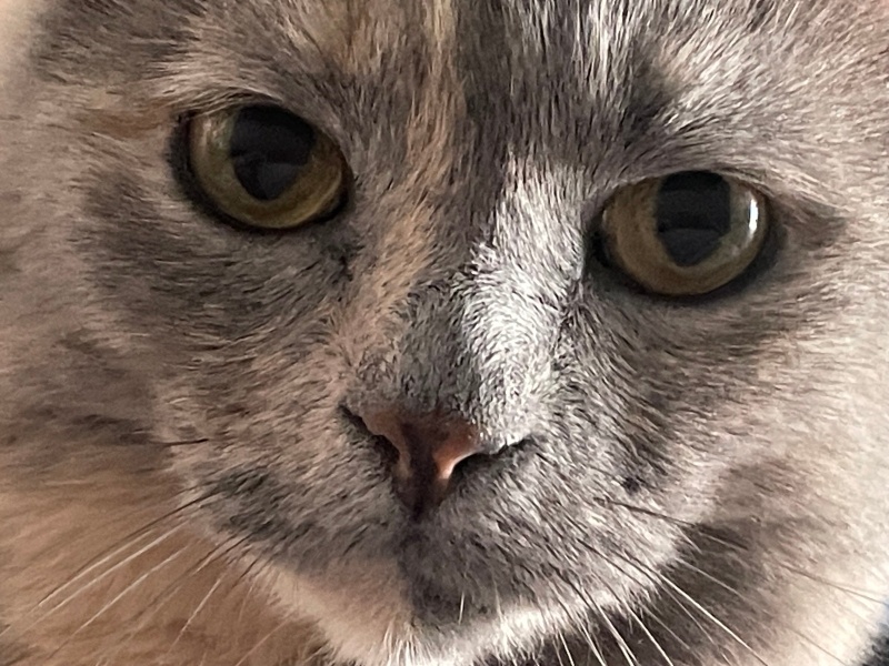 British Shorthair, Kedi  Maya fotoğrafı