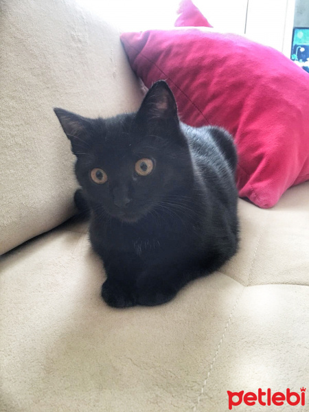 Tekir Kedi, Kedi  Panter fotoğrafı