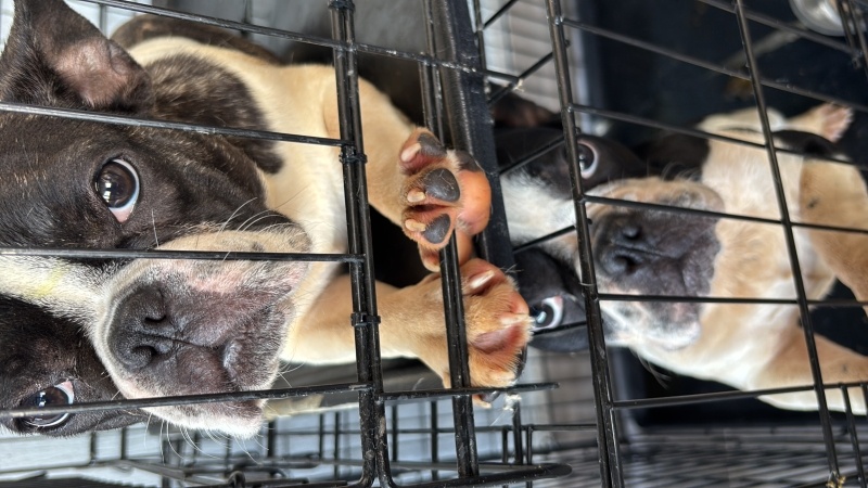Fransız Bulldog, Köpek  Atlas ve şila fotoğrafı