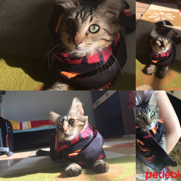 Tekir Kedi, Kedi  Şapşik fotoğrafı