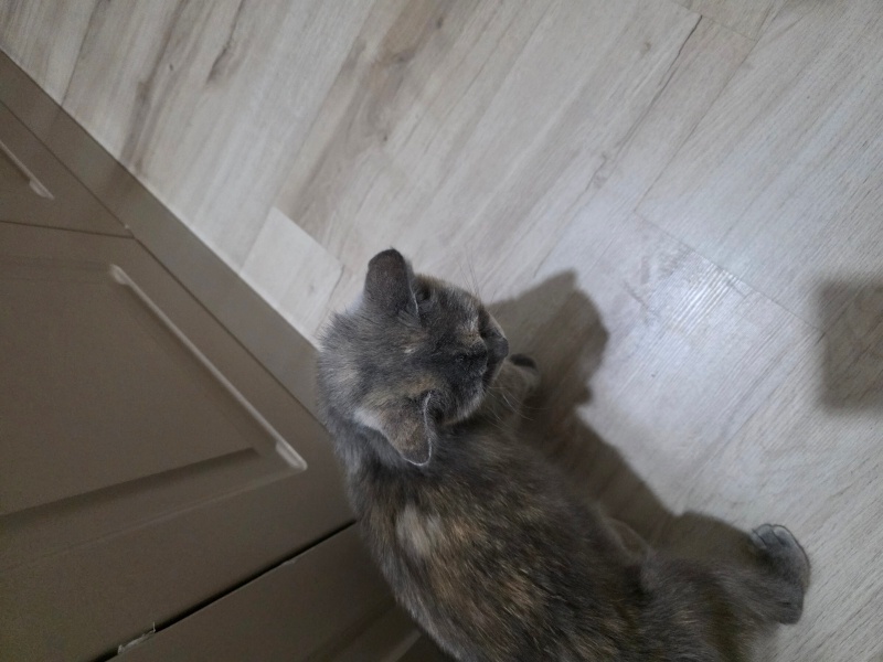 British Shorthair, Kedi  Elly fotoğrafı