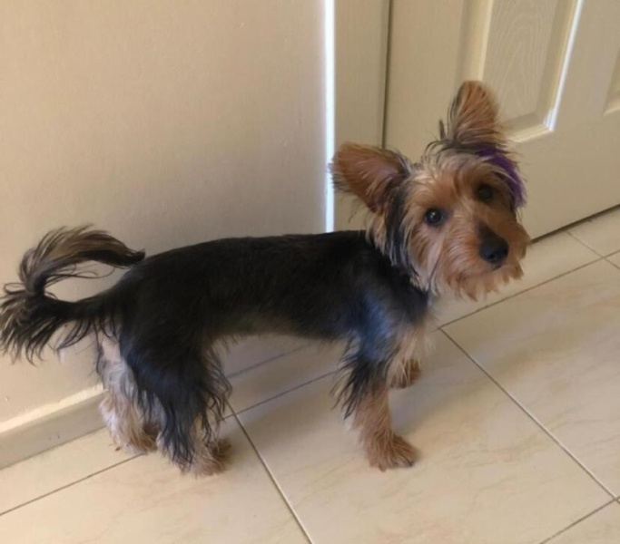 Yorkshire Terrier, Köpek  Embır fotoğrafı