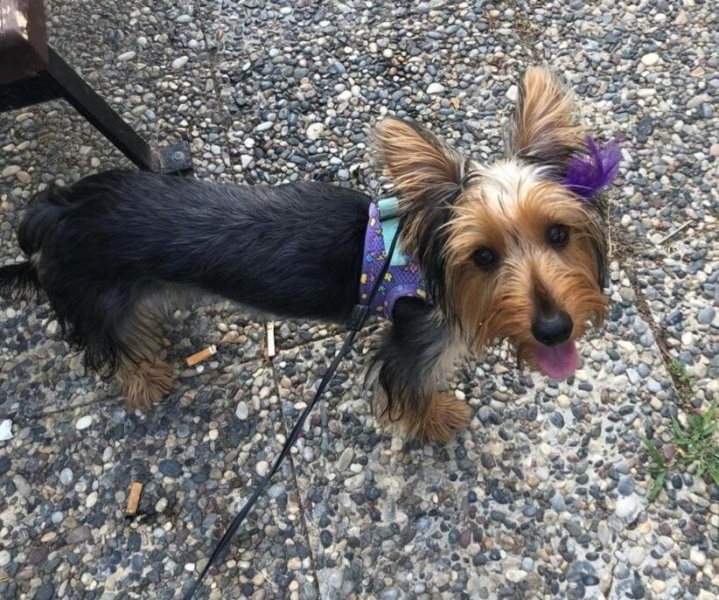 Yorkshire Terrier, Köpek  Embır fotoğrafı