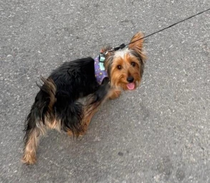 Yorkshire Terrier, Köpek  Embır fotoğrafı