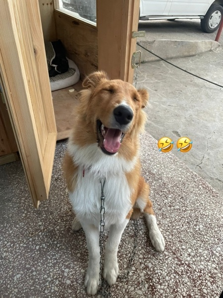 Collie, Köpek  coni fotoğrafı