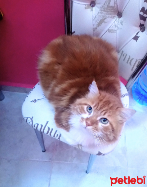 Tekir Kedi, Kedi  sarman fotoğrafı
