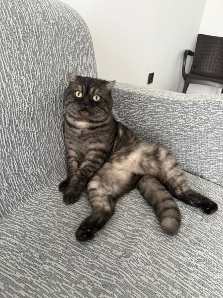 Scottish Fold, Kedi  Turşu fotoğrafı