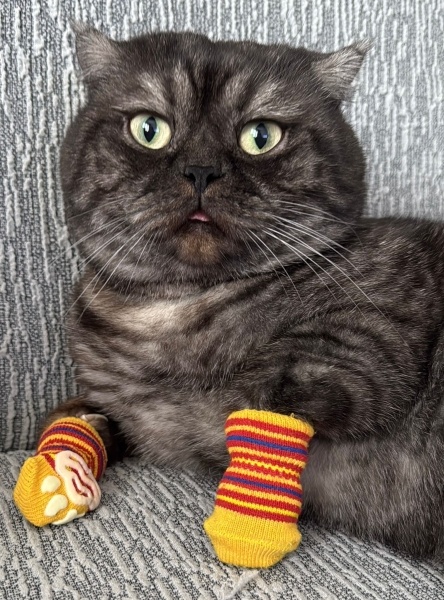 Scottish Fold, Kedi  Turşu fotoğrafı