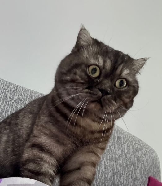 Scottish Fold, Kedi  Turşu fotoğrafı