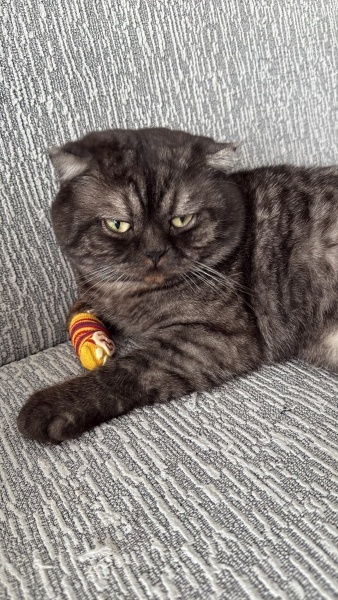 Scottish Fold, Kedi  Turşu fotoğrafı