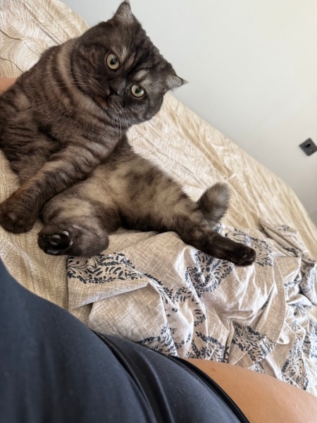 Scottish Fold, Kedi  Turşu fotoğrafı