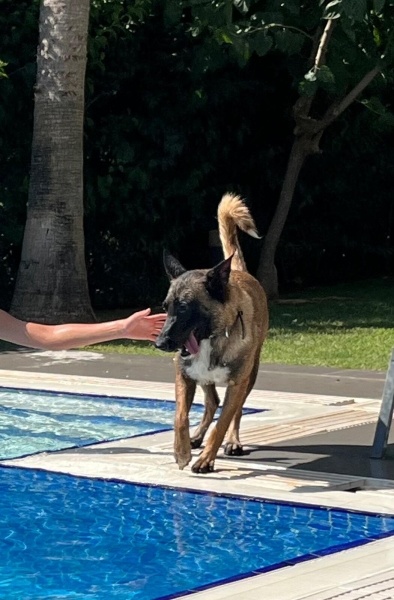 Belçika Malinois, Köpek  Shila fotoğrafı
