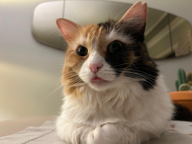 British Longhair, Kedi  Sütlaç fotoğrafı