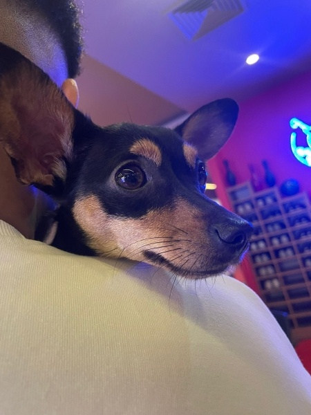 Minyatür Pinscher, Köpek  Alya fotoğrafı