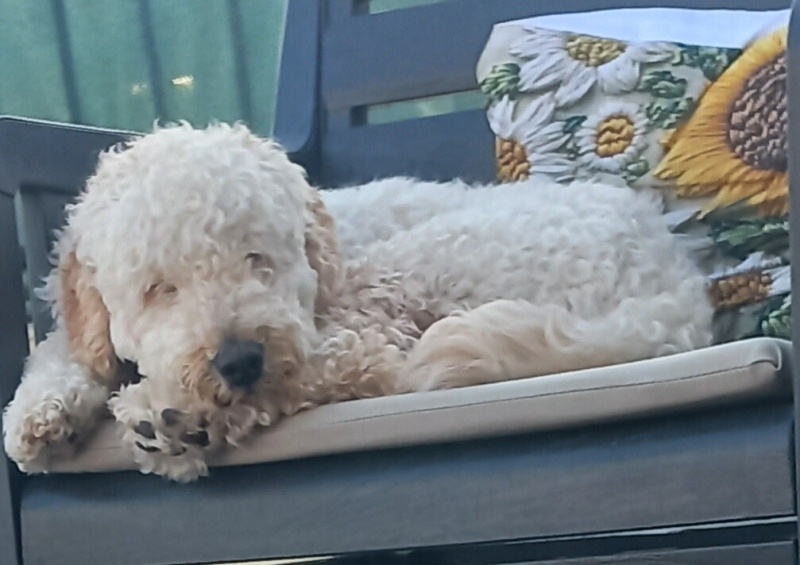 Poodle(Standart Kaniş), Köpek  Cesur fotoğrafı