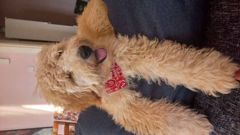 Poodle(Standart Kaniş), Köpek  Cesur fotoğrafı